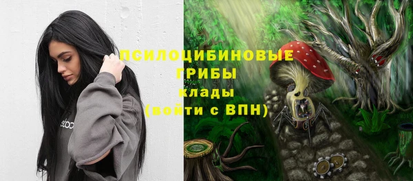 прущие грибы Каменногорск