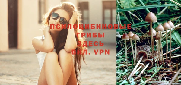 прущие грибы Каменногорск